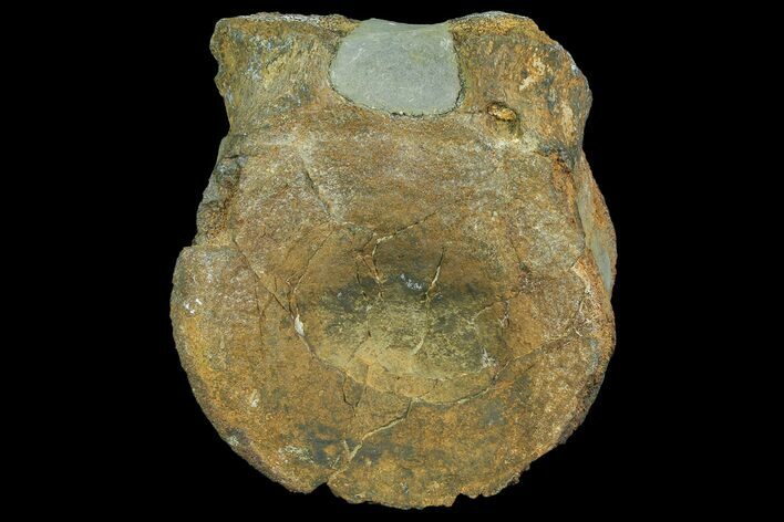 Tall, Pliosaurus (Stretosaurus) Vertebra - England #171216